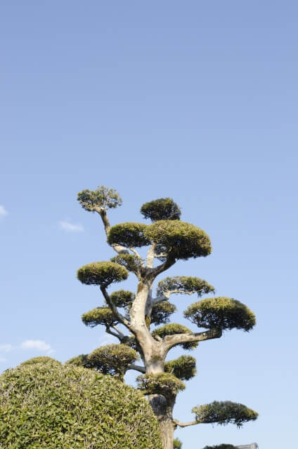 蓬田村の木 黒松
