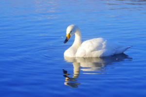 おいらせ町の鳥 ハクチョウ