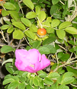 野辺地町の花 ハマナス