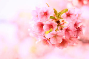 雲南市の花 さくら