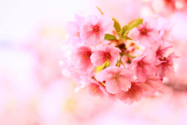 雲南市の花 さくら