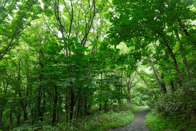 江府町 奥大山の大自然