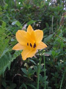 六ヶ所村の花 ニッコウキスゲ