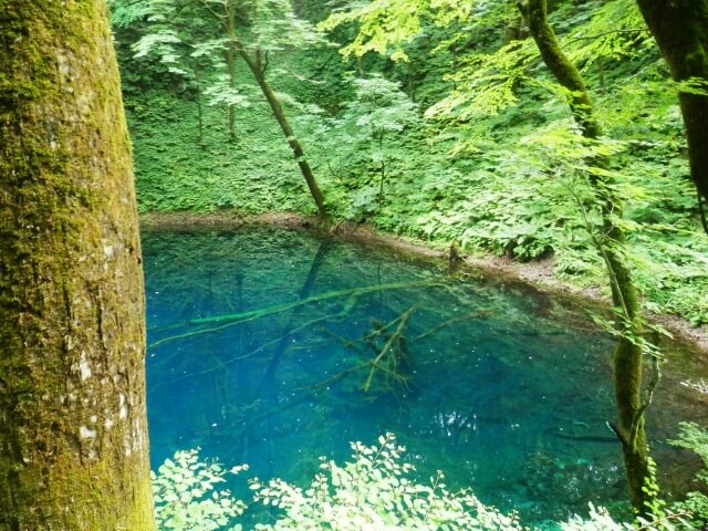 十二湖の青池 深浦町