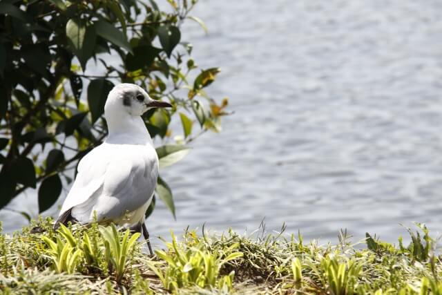 大槌町の鳥 カモメ