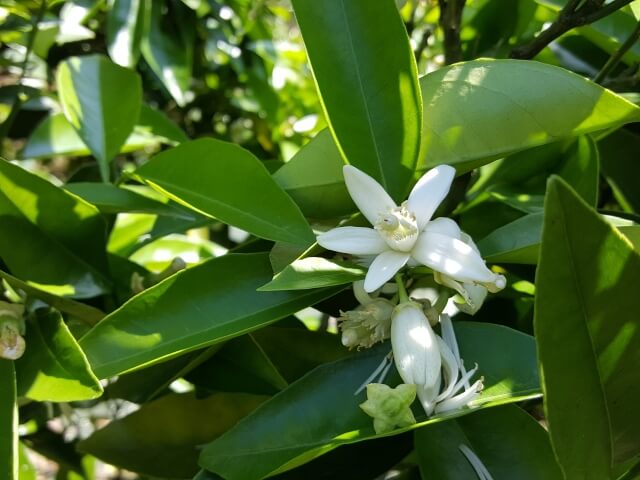 御浜町の花 ミカン