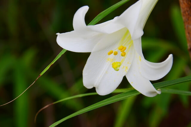 紀北町の花 ササユリ