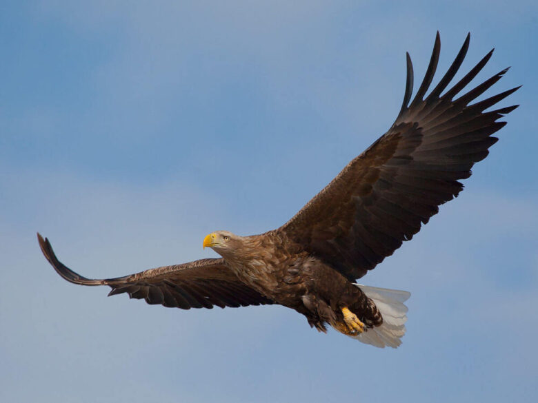 六ヶ所村の鳥 オジロワシ