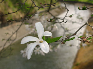 舟形町の花 コブシ