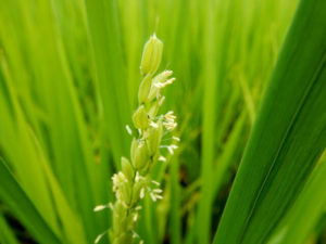 田舎館村の花 イネ