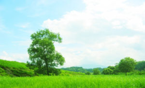 大蔵村の草原