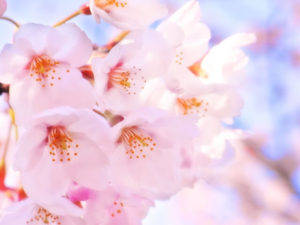 登米市の花 サクラ