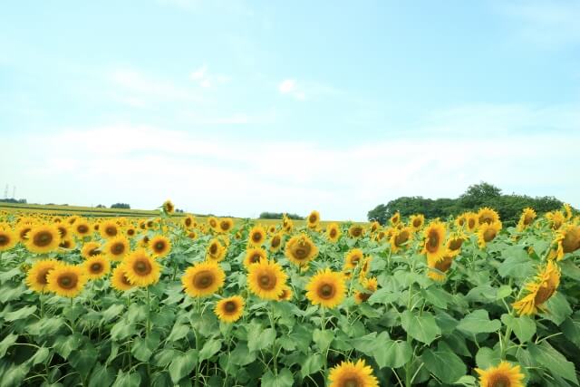 大崎市の花 ひまわり