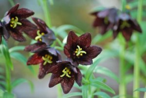 庄内町の花 クロユリ