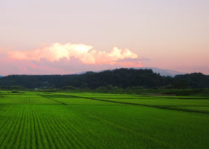 大蔵村の田園風景