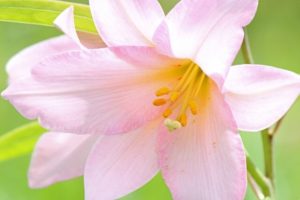西会津町の花 オトメユリ