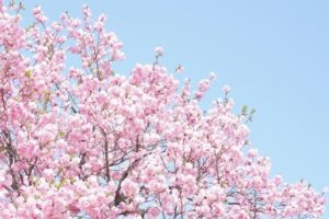 南相馬市の花 サクラ