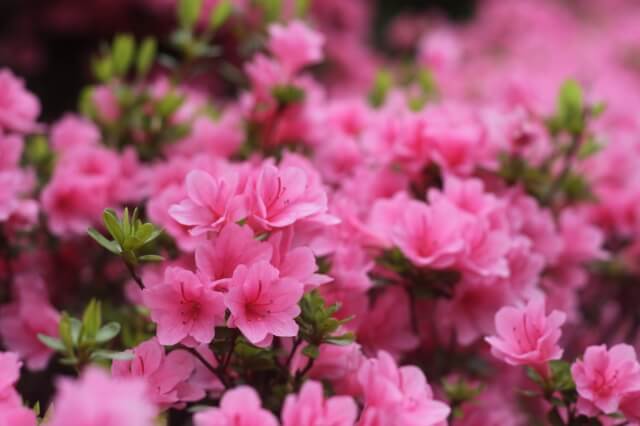 山元町の花 ツツジ