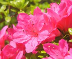 中島村の花 サツキ