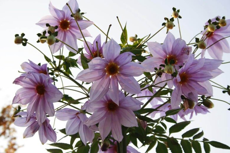 塙町の花 ダリア