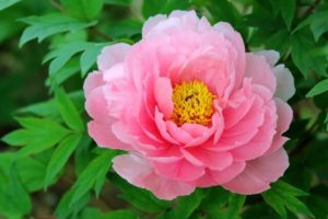 飯南町の花 牡丹