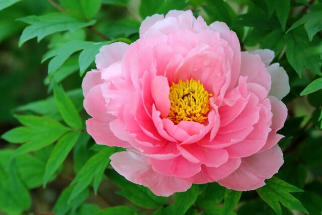 飯南町の花 牡丹