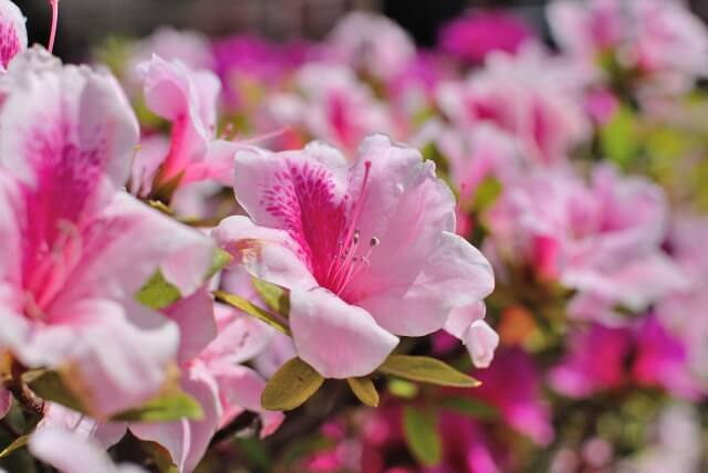 川本町の花 サツキ