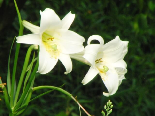 春日市の花 ユリ