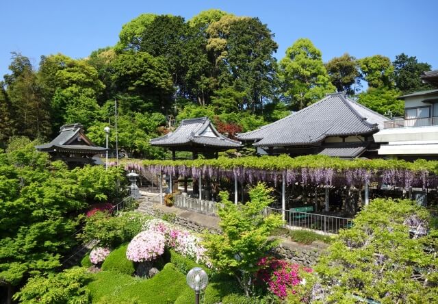 吉祥寺の藤 北九州市