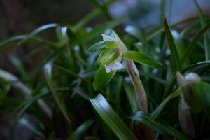 赤村の花 春蘭