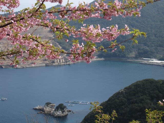 津久見の河津桜