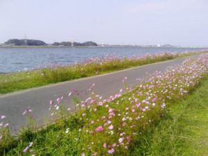 水巻町の河川敷とコスモス