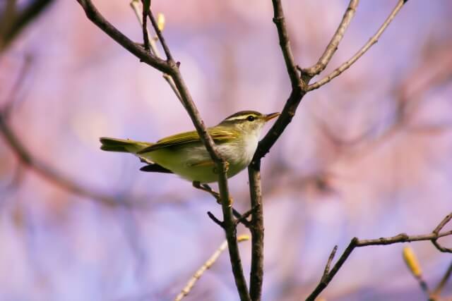 築上町の鳥 ウグイス