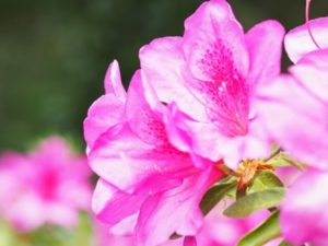 垂水市の花 ツツジ