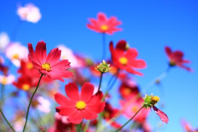 時津町の花 コスモス
