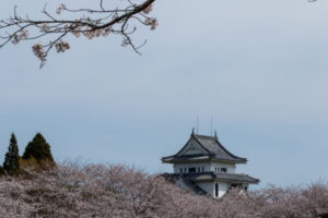 高岡城と桜