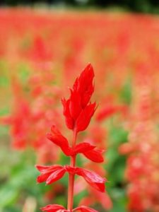 燕市の花 サルビア
