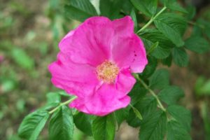 聖籠町の花 ハマナス
