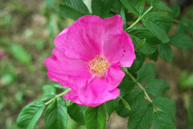 聖籠町の花 ハマナス