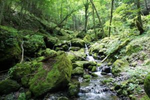 御巣鷹山の自然