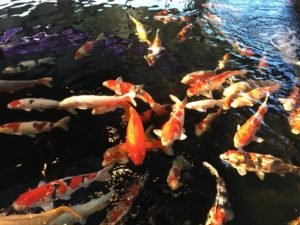 錦鯉の里 小千谷市