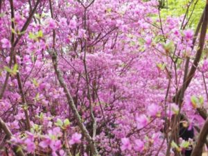 長野原町の花 ムラサキツツジ