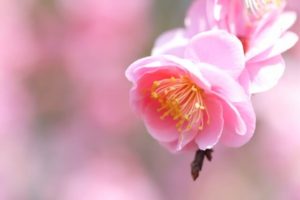見附市の木 梅