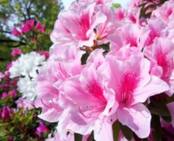 昭和村の花 ツツジ