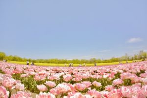 胎内市の花 チューリップ