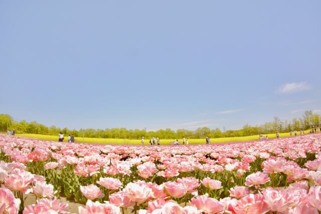胎内市の花 チューリップ