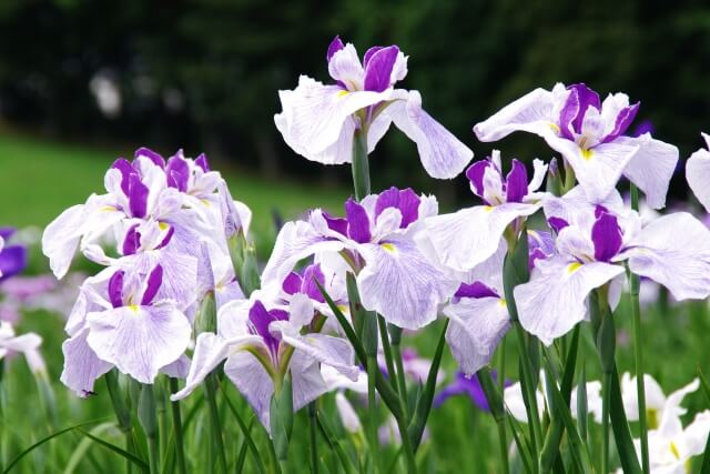 鳥栖市の花 ハナショウブ