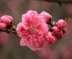 刈羽村の花 桃