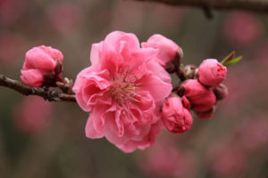刈羽村の花 桃