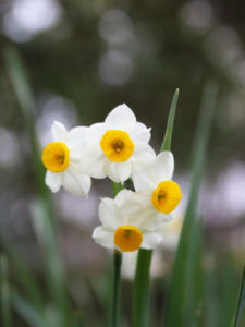 江北町の花 水仙